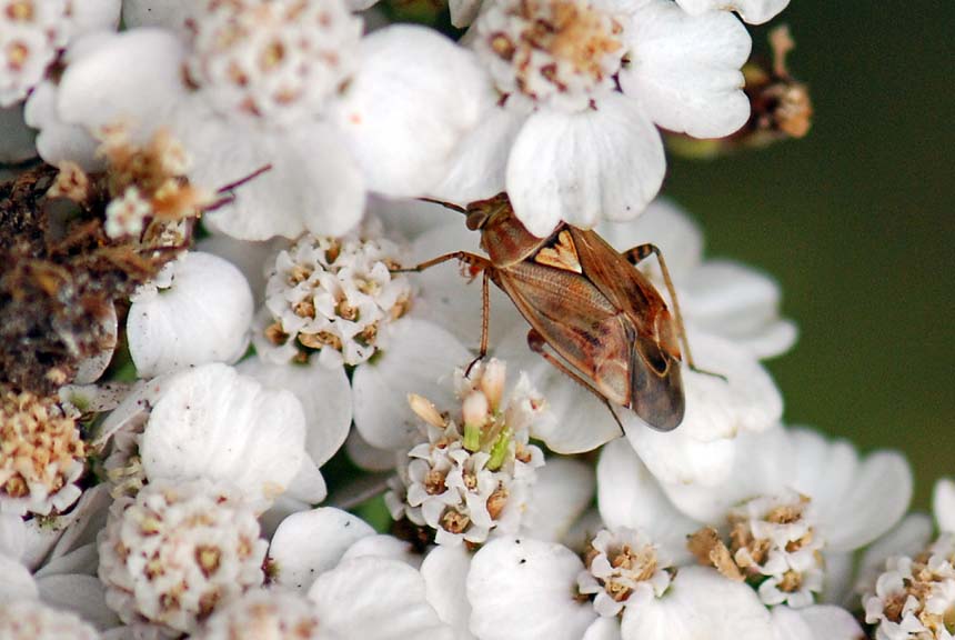 Eterottero da identificare: forse  un Lygus wagneri